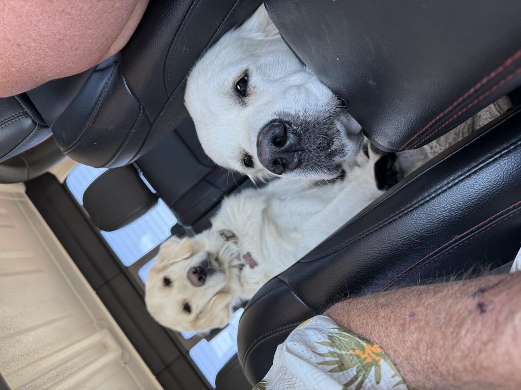 Daisy and Remington in the Jeep