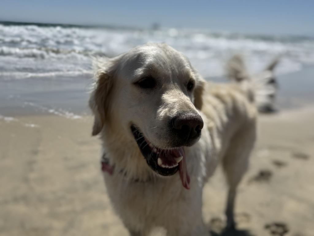 Daisy at Huntington Dog Beach