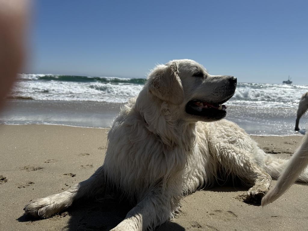 Remington at Huntington Dog Beach
