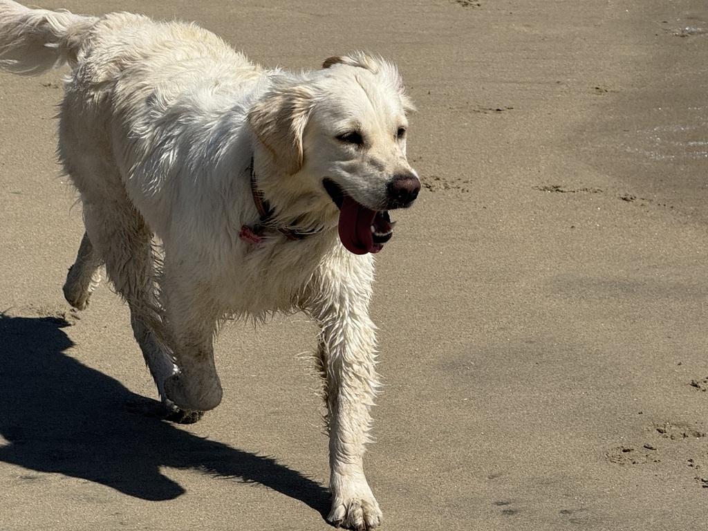 Daisy at Huntington Dog Beach