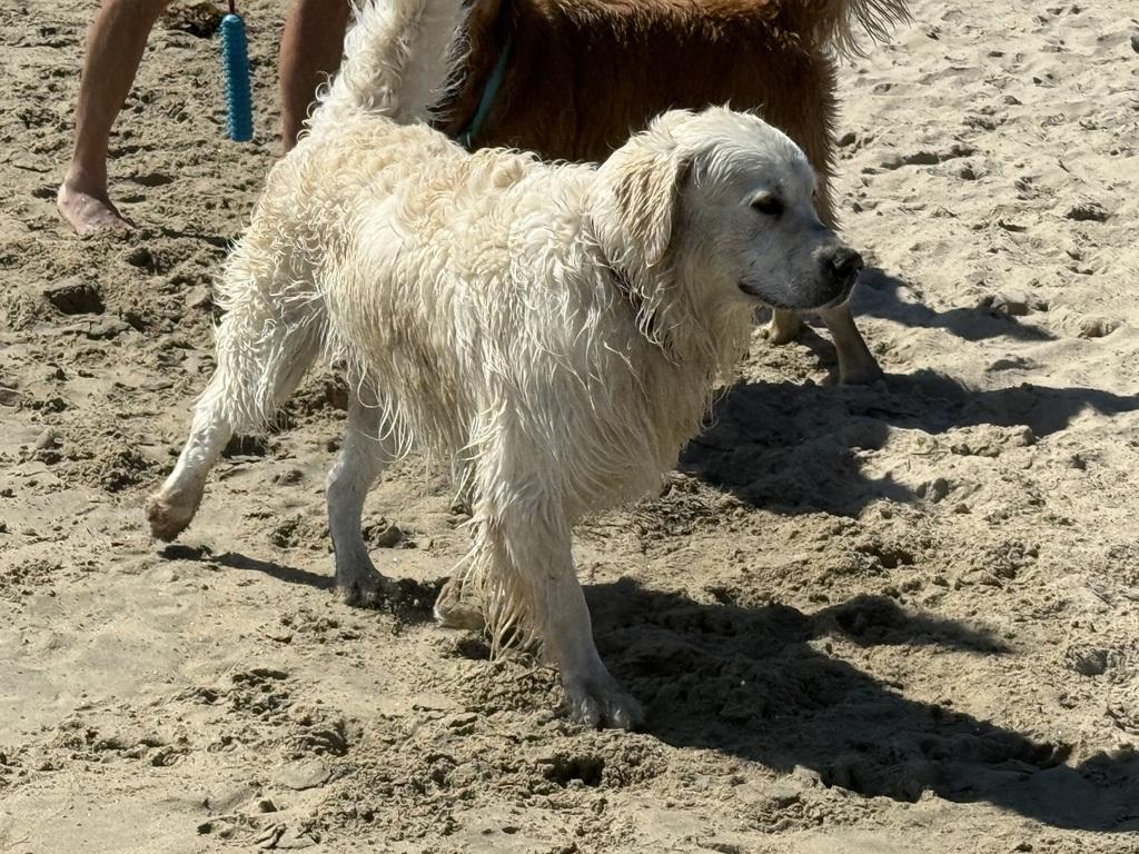 Remington at Huntington Dog Beach